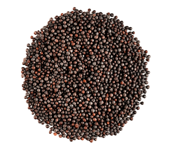 mustered seeds